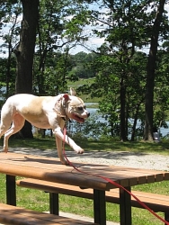 Daisy, American Bulldog