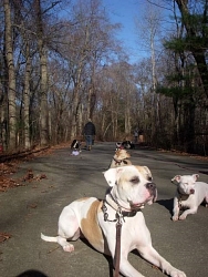 Daisy, American Bulldog