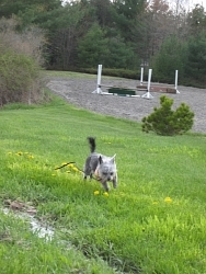 Daisy, Terrier cross