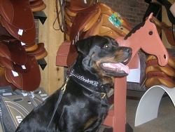 Daisy, Rottweiler