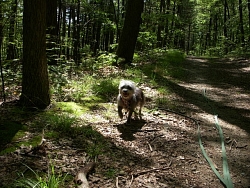 Daisy, Terrier cross