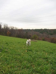 Daphne, English Bulldog