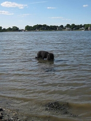 Darcy, Mini Poodle