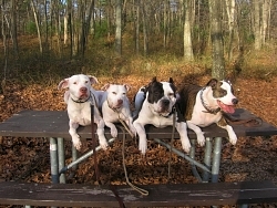 Darma, Pit Bull cross; Ivy, Staffordshire Bull Terrier; Big Daade, American Staffordshire Terrier; Sammy, American Pit Bull Terrier