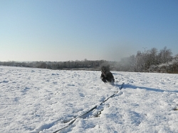 Dixie, Tibetan Terrier