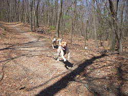 Dori & DJ, American Pit Bull Terriers