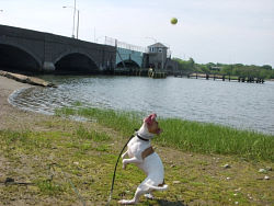 Dori, American Pitbull Terrier