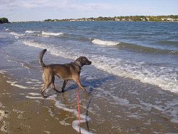 Dusty, Retriever cross