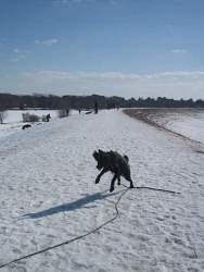 Echo, Retriever cross