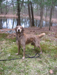Elvis, Golden Retriever
