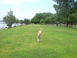 Elvis, Golden Retriever