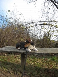 Ely, Pembroke Welsh Corgi