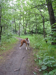 Finn, Boxer