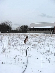 Finn, Boxer