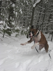 Finn, Boxer