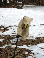 Finnegan, Goldendoodle