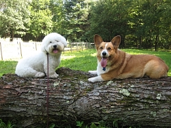 Flash, Bichon Frise + Woodrow, Pembroke Welsh Corgi