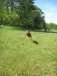 Flynn, Vizsla