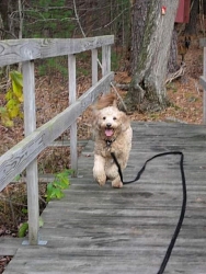 Fozzy, Goldendoodle