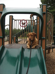 Georgie, Labrador Retriever