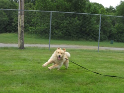 Gibson, Golden Retriever