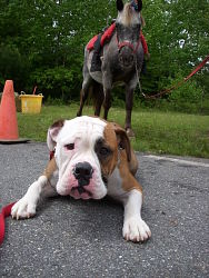 Gracie, Olde English Bulldog