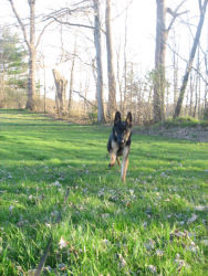 Guinness, German Shepherd