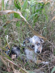 Hailey, Miniature Australian Shepherd