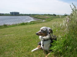 Hailey, Mini-Australian Shepherd