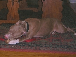 Haley, American Pit Bull Terrier