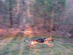 Halle, German Shepherd