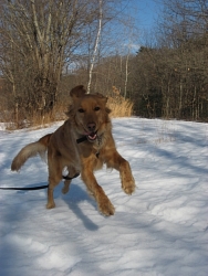 Hannah, Golden Retriever