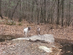 Scooby, American Bulldog; Hazel, American Pit Bull Terrier