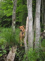 Henry, Pit Bull