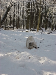 Hugo, English Bulldog