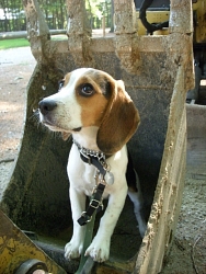 Hunter, Beagle