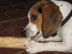 Hunter, Beagle