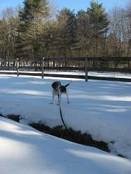 Hunter, Beagle