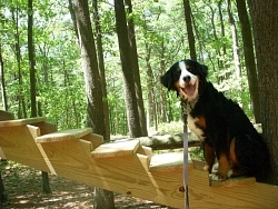 Hurley, Bernese Mountain Dog