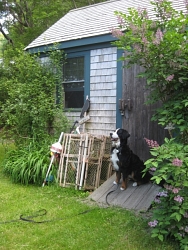 Hurley, Bernese Mountain Dog