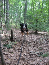 Hurley, Bernese Mountain Dog