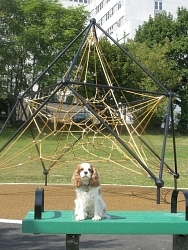 Izzy, Cavalier King Charles Spaniel