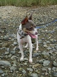 Jake, Toy Rat Terrier