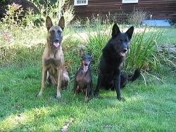 Taela, Belgian Malinois; Jasper, Miniature Pinscher; Traak, German Shepherd