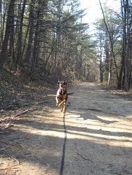 Jenny, Coonhound