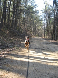 Jenny, Coonhound