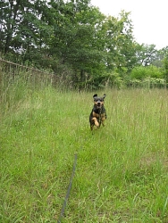 Jenny, Coonhound