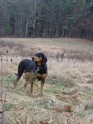 Jenny, Coonhound