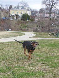 Jenny, Coonhound