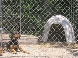 Jenny, Coonhound